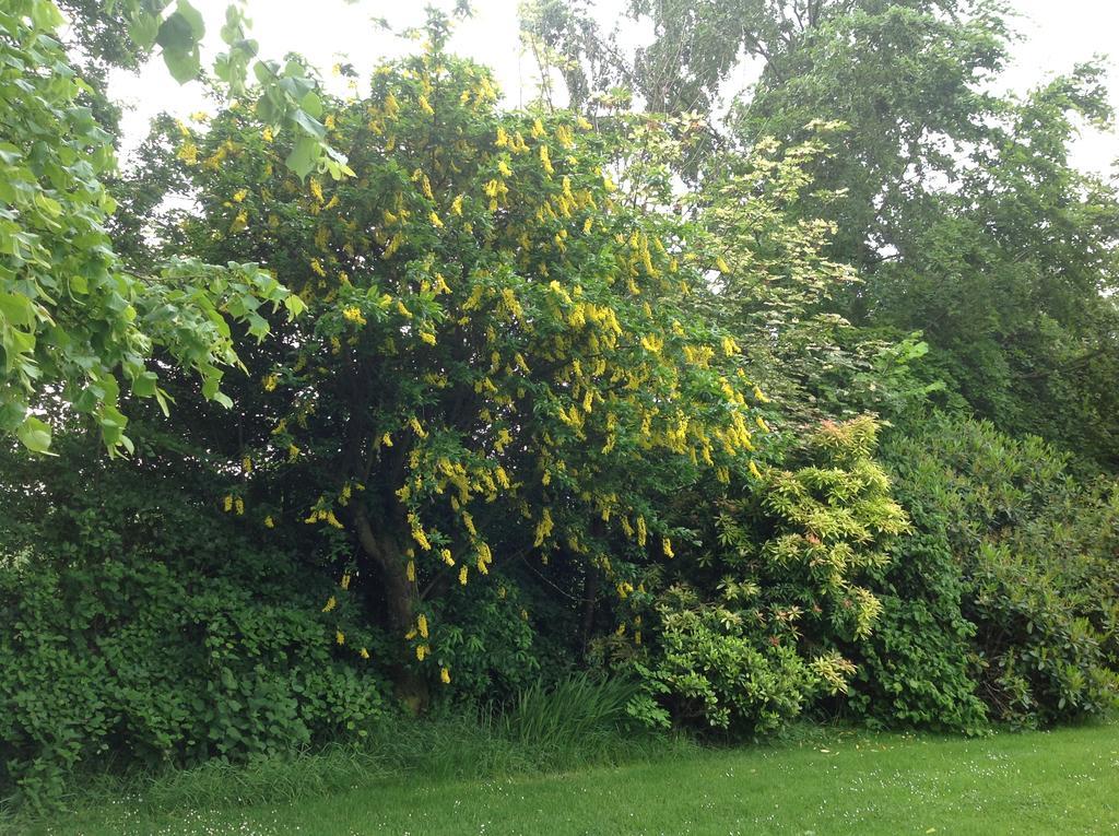 Houston Netherfield House Bed And Breakfast المظهر الخارجي الصورة